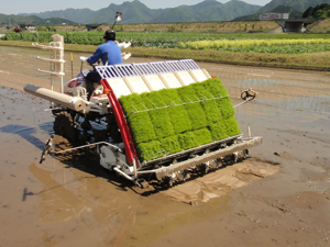 田植え