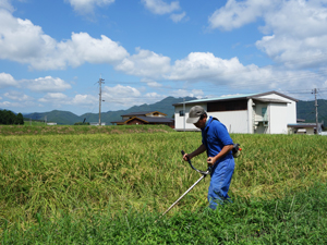 田んぼの草刈り