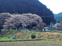 桜咲く