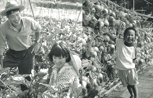 野菜づくりへ