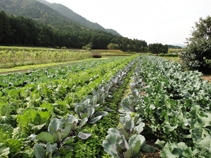 婦木農場野菜畑