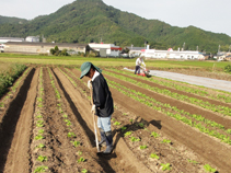 鍬で土寄せ