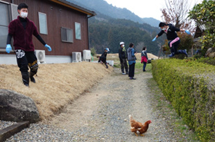 ニワトリ脱走