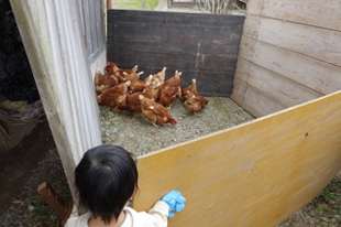 にわとりを全部確保