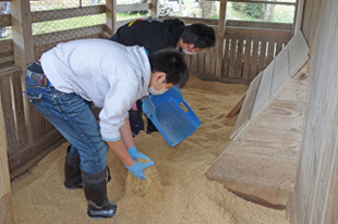 新しいもみ殻を敷く