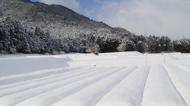 雪で覆われる畑