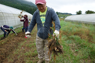 生姜の収穫