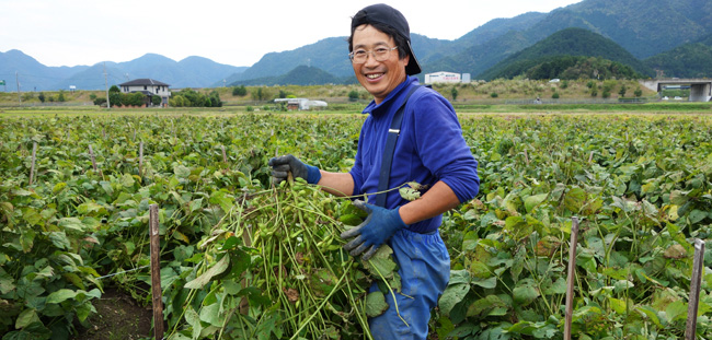 丹波の黒豆の枝豆の収獲