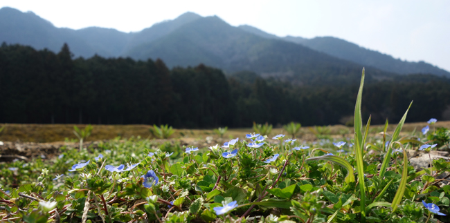 早春の花