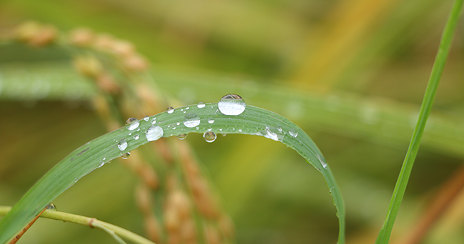 たんぼに雨