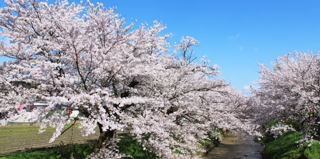 黒井川の桜