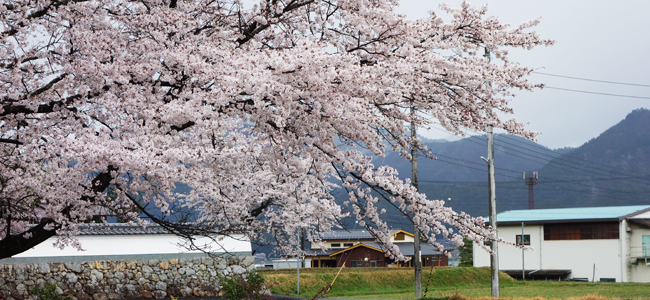 桜が咲きます