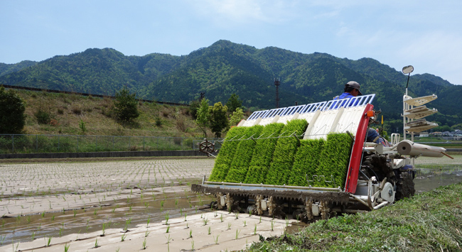 5月は田植え