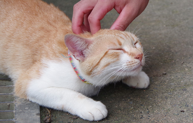 頭なでられる猫