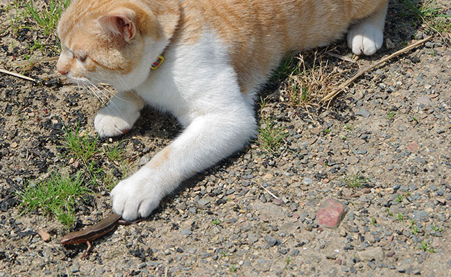 トカゲをとる猫