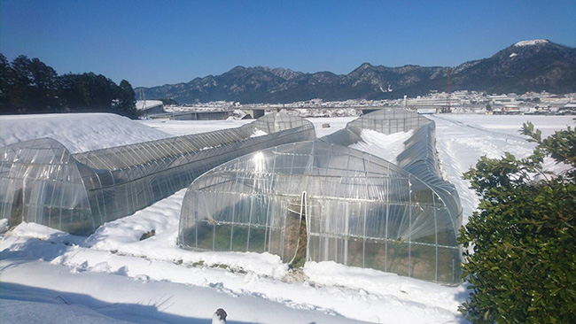 雪でハウスが倒壊