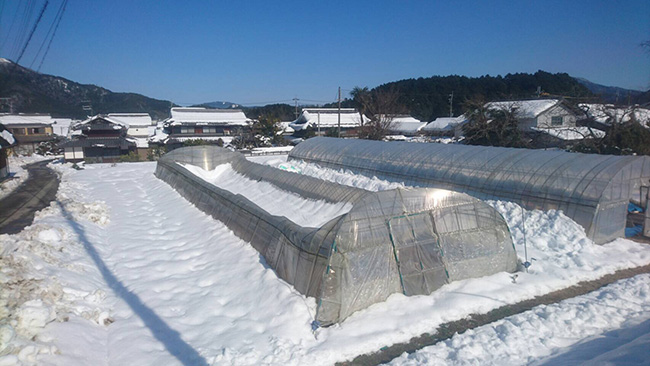 雪でハウス倒壊２