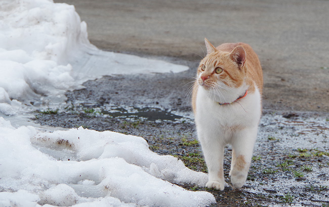 ねこ