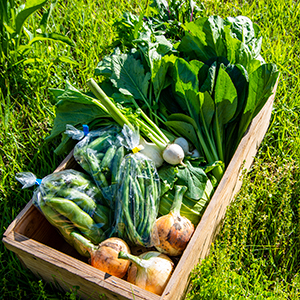 新緑野菜セット