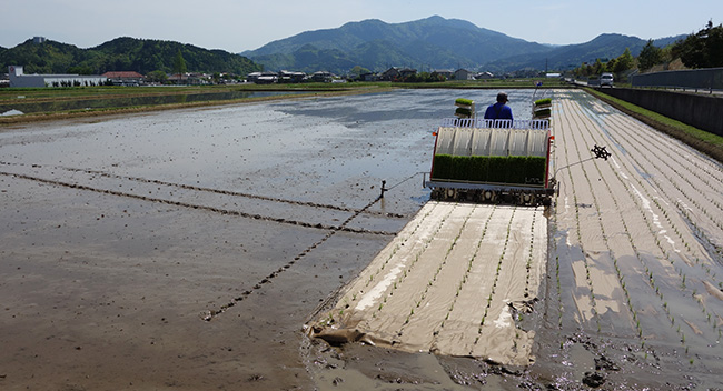 紙マルチの田植え