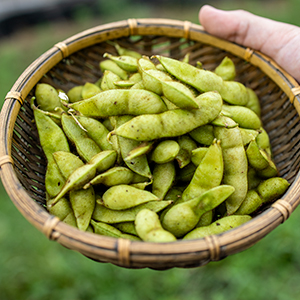 黒豆の枝豆さや300g